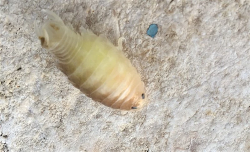 , Parasitic Isopod, Anilocra physodes