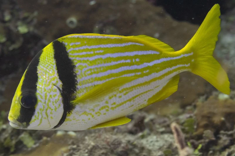 Porkfish, Porkfish, Atlantic Porkfish Sweetlip, Dogfish, Paragrate Grunt, Anisotremus virginicus