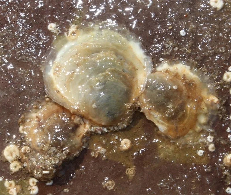 , Anomia achaeus