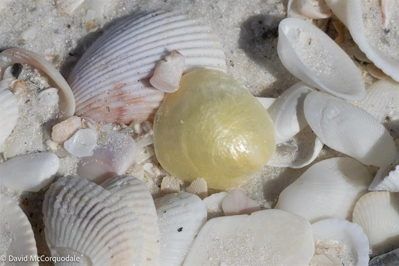 , Common Saddle Oyster, Common Jingle Shell, Common Jingle, Anomia simplex
