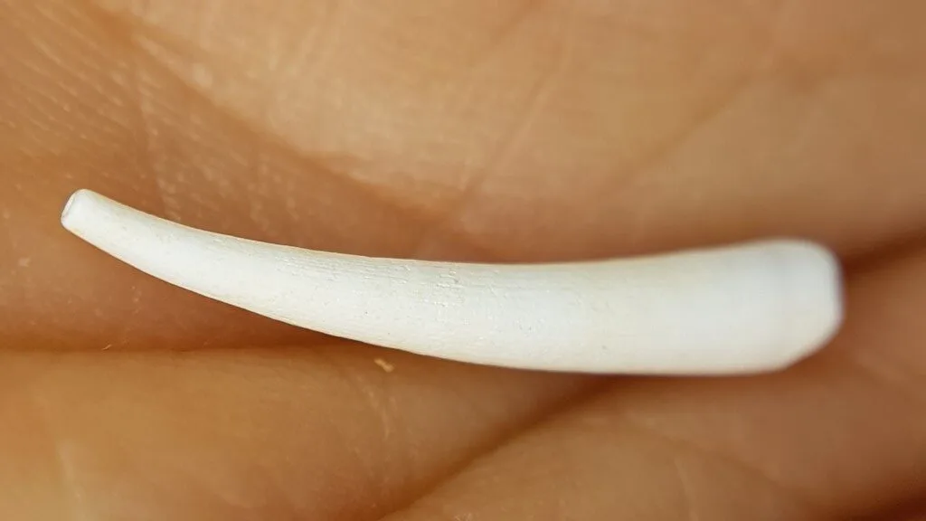 , Common Tusk Shell - Antalis vulgaris, Antalis vulgaris