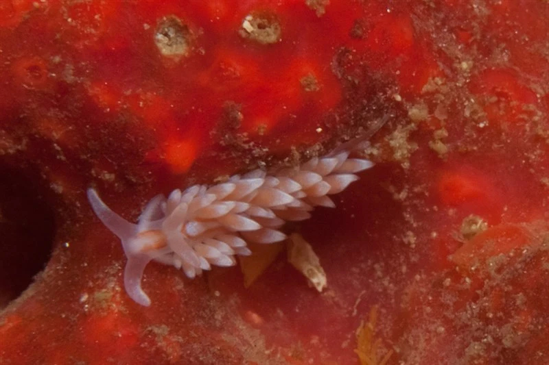 , Anteaeolidiella saldanhensis
