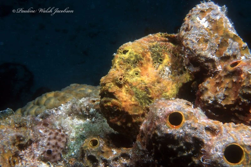 Longlure frogfish, Flagpole Frogfish, Longlure Frogfish, Antennarius multiocellatus