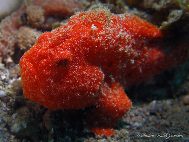 Painted frogfish, Black Angler, Painted Anglerfish, Painted Frogfish, Antennarius pictus