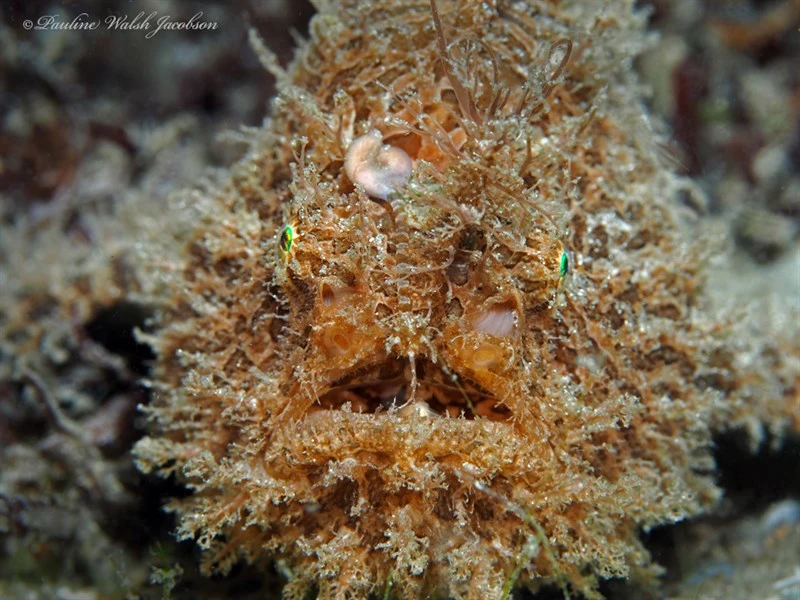 , Antennarius scaber