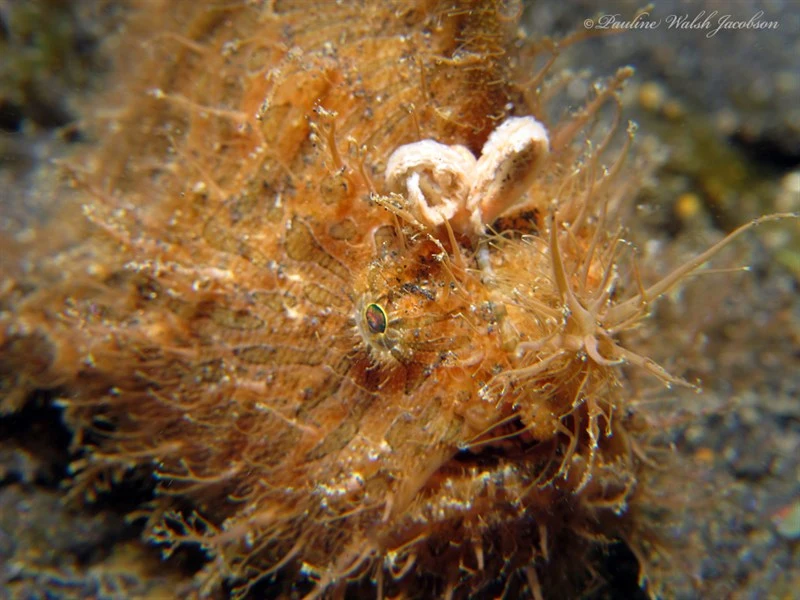 Striated frogfish, Striped Anglerfish, Antennarius striatus