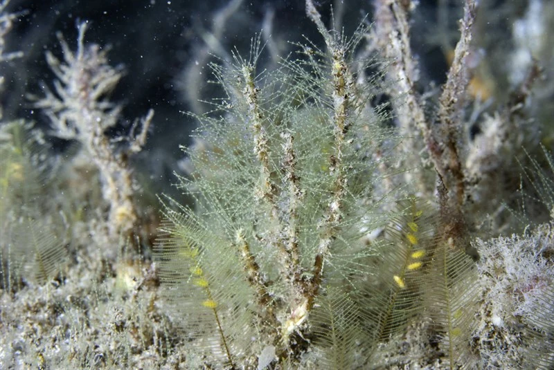 , Sea Firs, Antennella secundaria