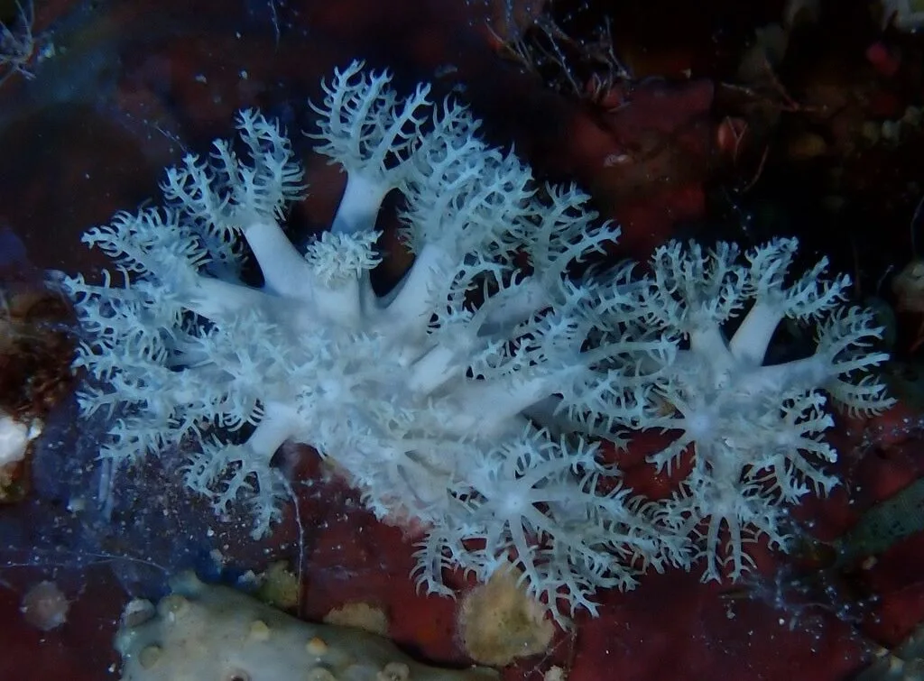 , Soft Coral, Anthelia glauca