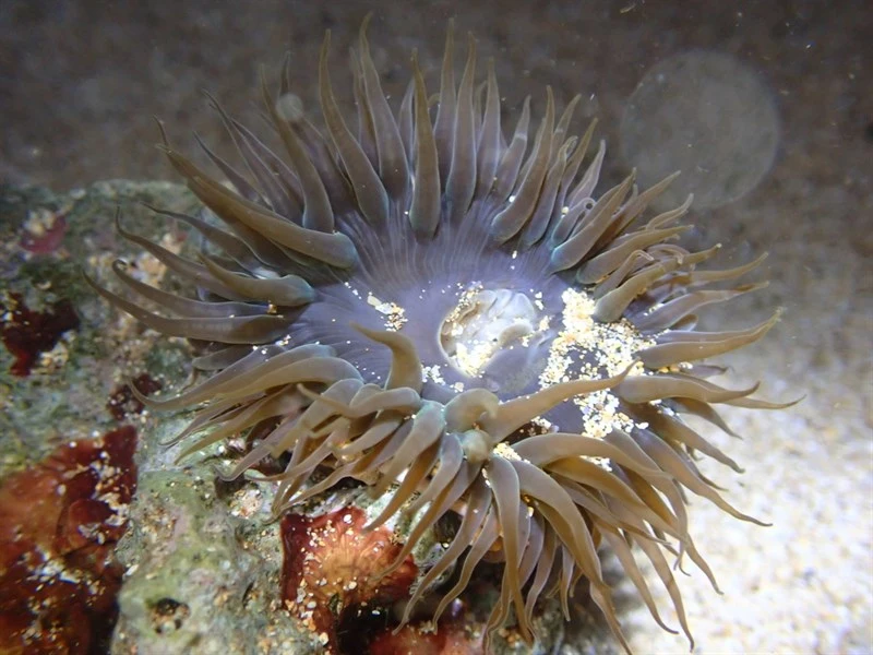 , Pink-spotted Bead Anemone, Anthopleura buddemeieri