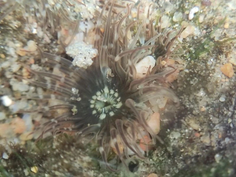 , Seaanenone - Anthopleura handi, Anthopleura handi
