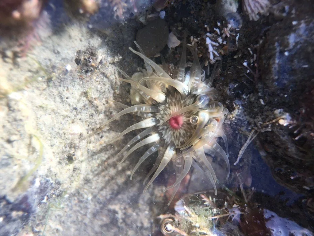 , Sea Anemone - Anthopleura minima, Anthopleura minima