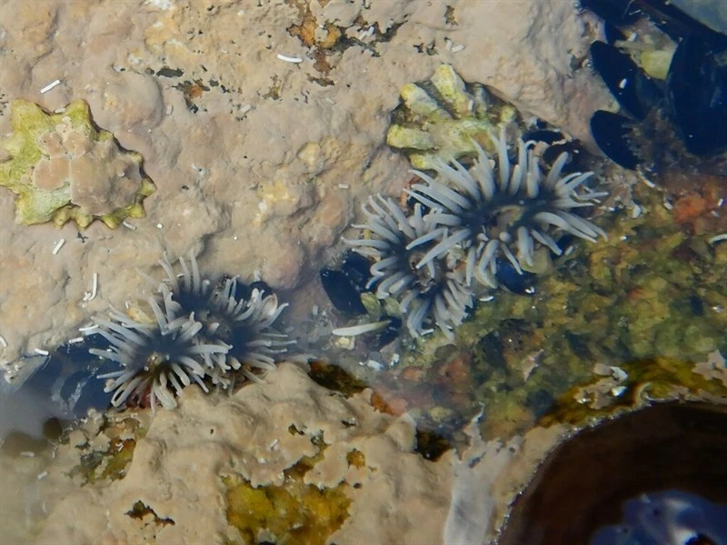 , Glaucus Pimplet, Rock Anenmone, Anthopleura thallia