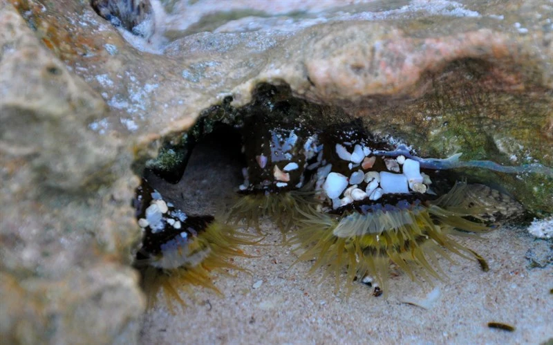 , Anthopleura waridi, Anthopleura waridi