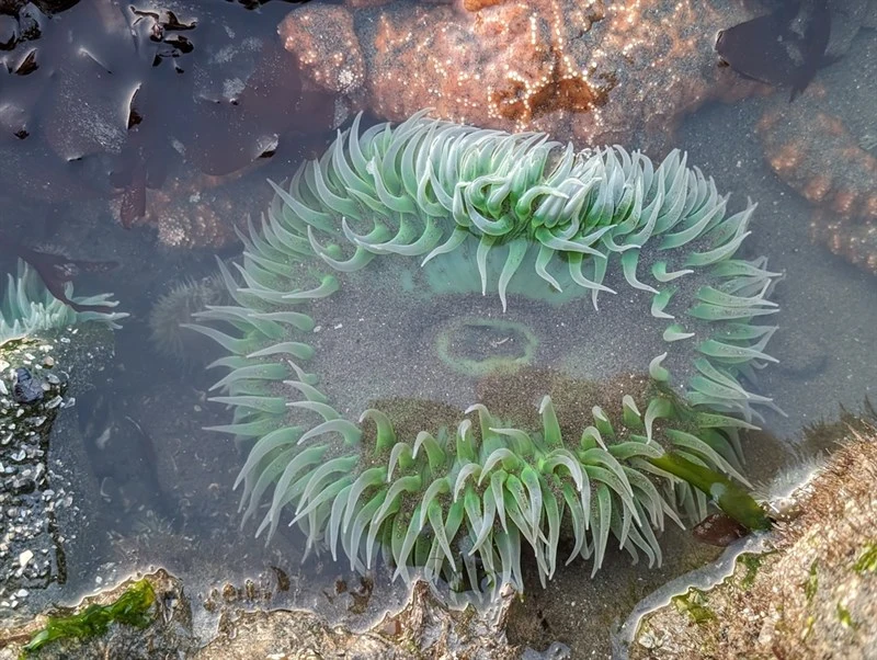 , Green Anemone, Anthopleura xanthogrammica