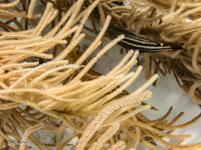, Slimy Sea Lume, Antillogorgia americana