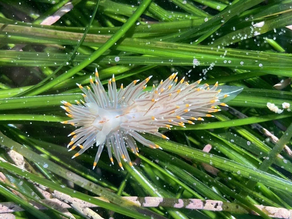 , White And Orange Tipped Nudibranch, Antiopella fusca