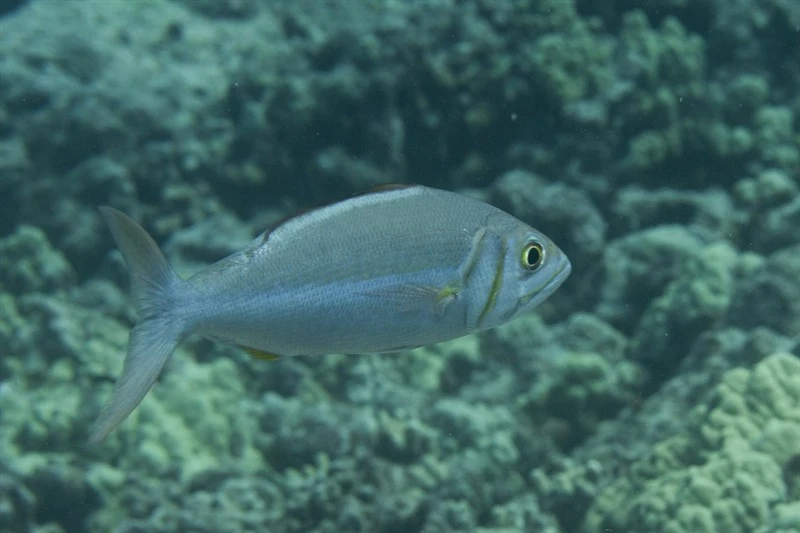Small toothed jobfish, Small Toothed Jobfish, Aphareus furca