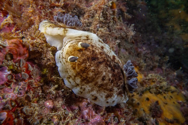 , Variable Dorid, Aphelodoris luctuosa