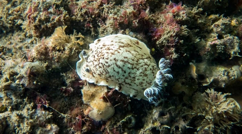 , Variable Dorid, Pancake Aphelodoris, Aphelodoris varia