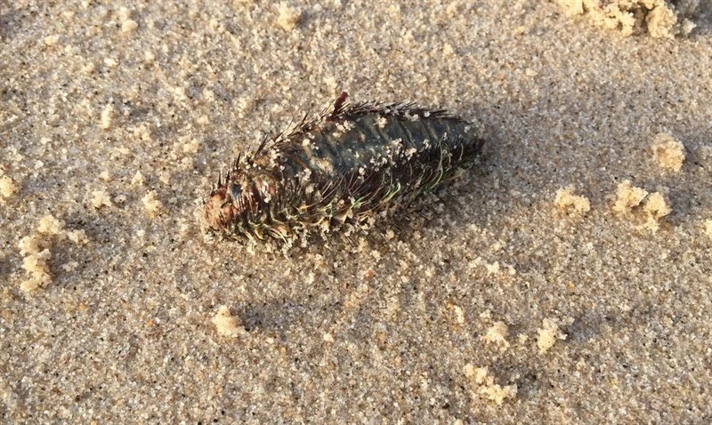 , Sea Mouse,scaleworm, Aphrodita aculeata