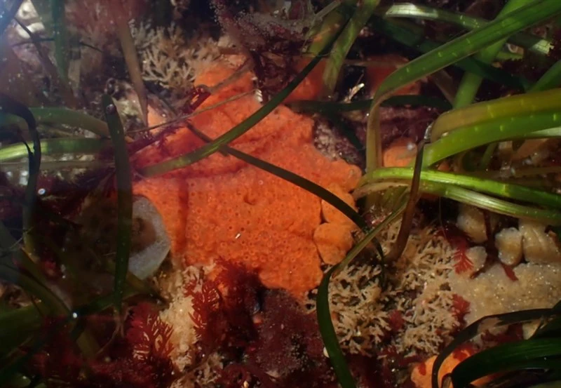 , Aplidium kottae, Aplidium kottae