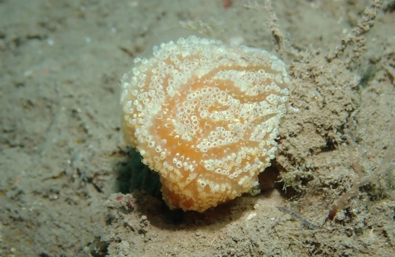 , Aplidium ocellatum