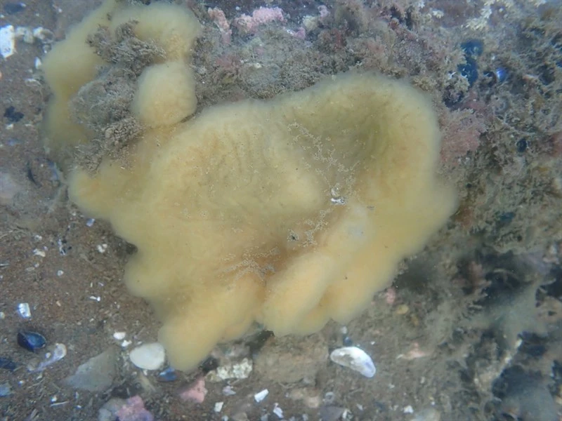 , Aplidium phortax, Aplidium phortax