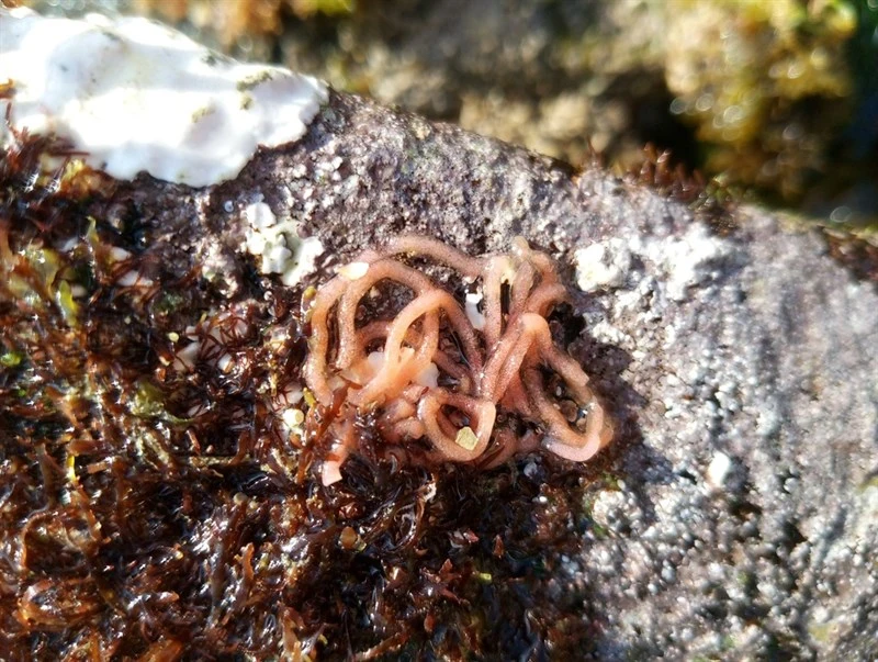 , Spotted Sea Hare, Aplysia punctata