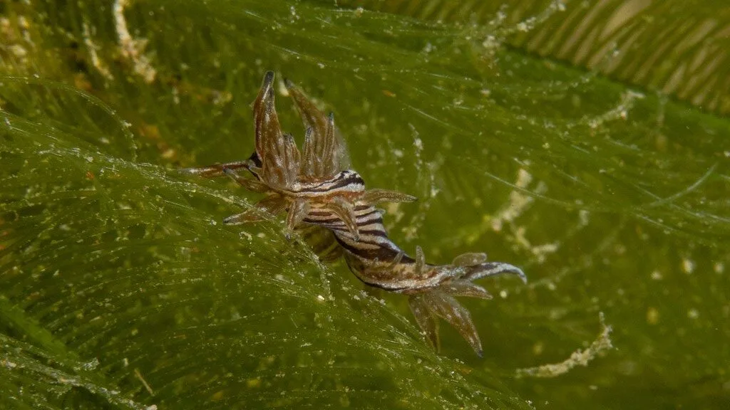 , Sap-sucking Sea Slug, Aplysiopsis formosa