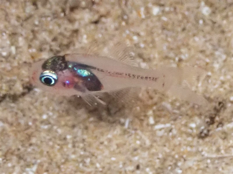 Hawaiian ruby cardinalfish, Hawaiian Ruby Cardinalfish, Apogon erythrinus