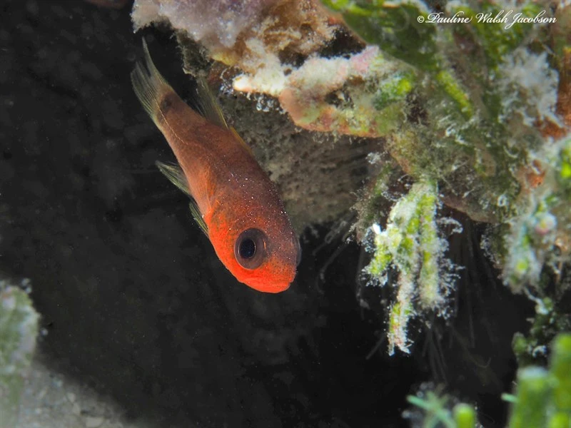 Sawcheek cardinalfish, Sawcheek Cardinalfish, Apogon quadrisquamatus
