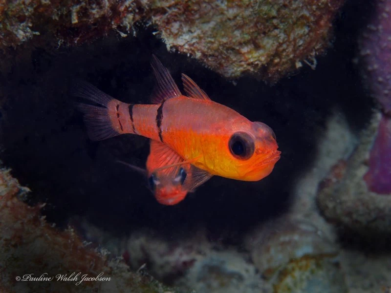 Belted cardinalfish, Belted Cardinalfish, Apogon townsendi