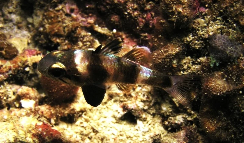 Timor cardinalfish, Timor Cardinalfish - Apogonichthyoides timorensis, Apogonichthyoides timorensis