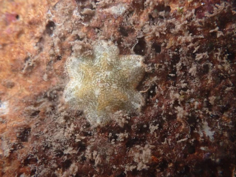 , Dwarf Coral Star - Aquilonastra anomala, Aquilonastra anomala