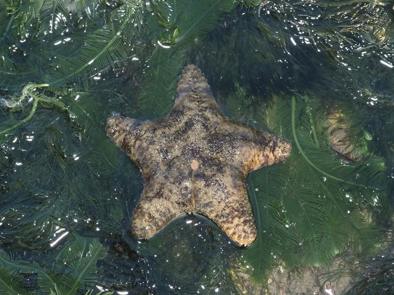 , Crown Sea Star, Rock Star, Aquilonastra coronata