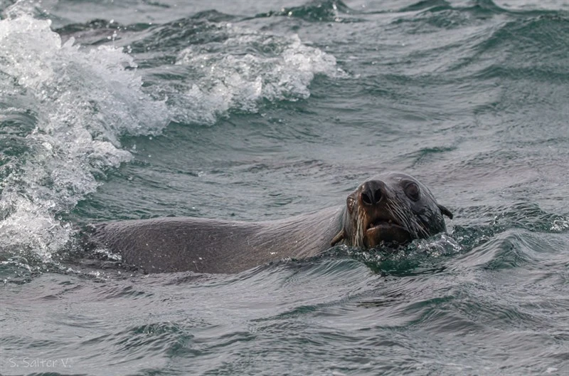 , Arctocephalus australis
