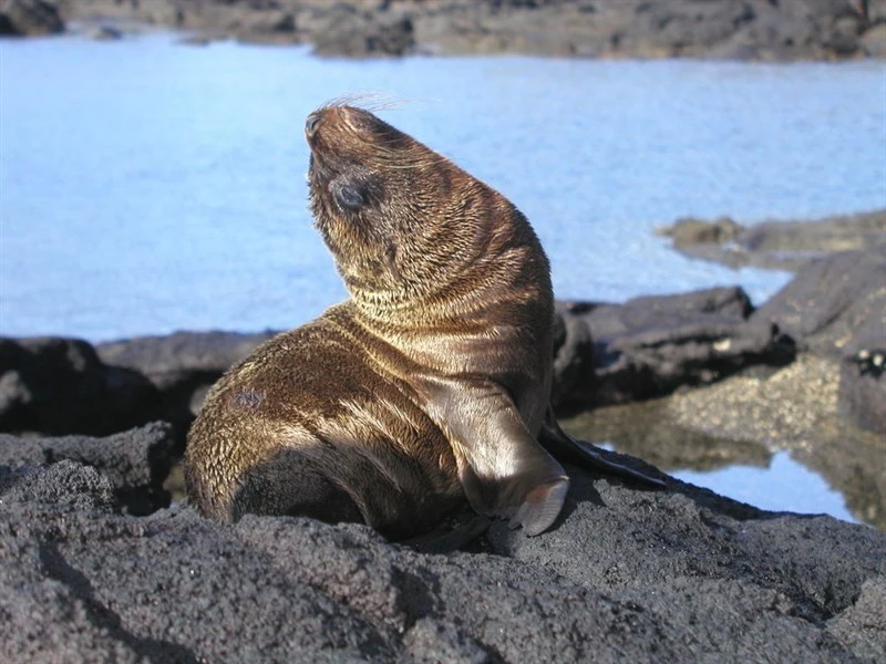 , Arctocephalus galapagoensis