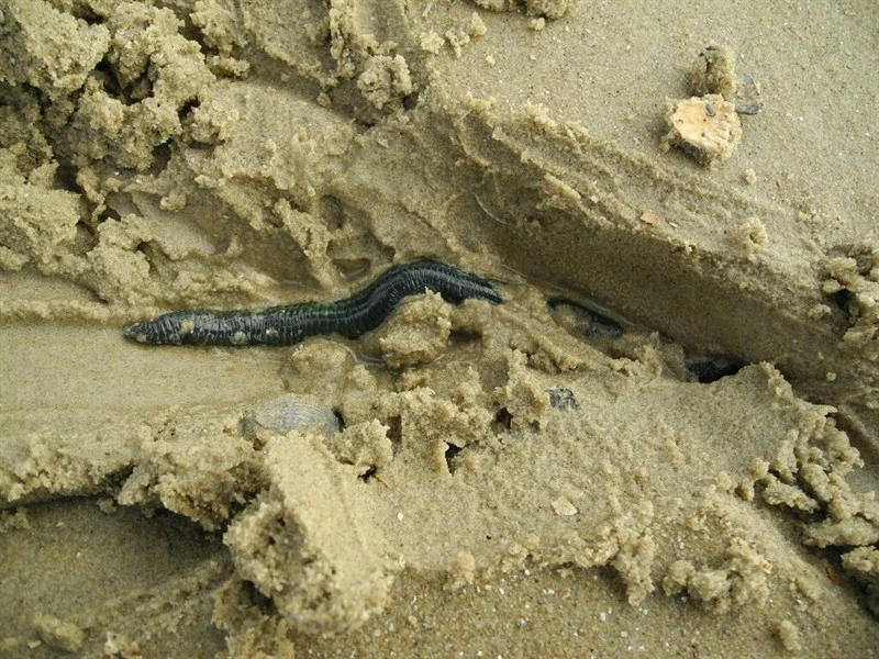 , Arenicola defodiens, Arenicola defodiens