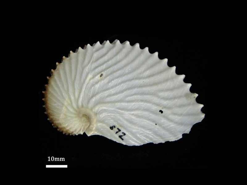 , Greater Argonaut - Argonauta argo, Argonauta argo