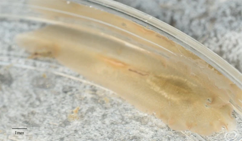 , Flatworm, Armatoplana reishi