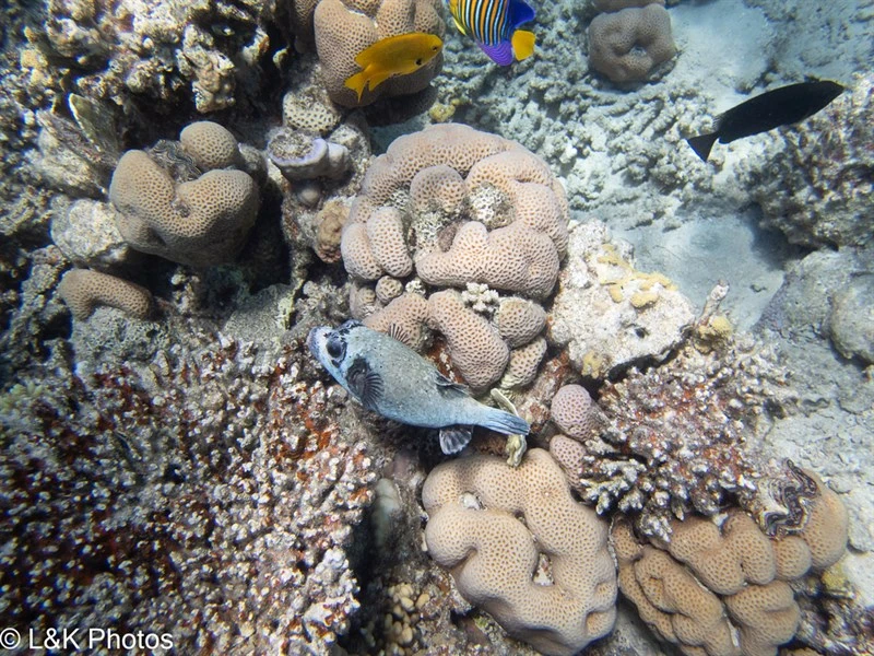Masked puffer, Masked Puffer, Arothron diadematus