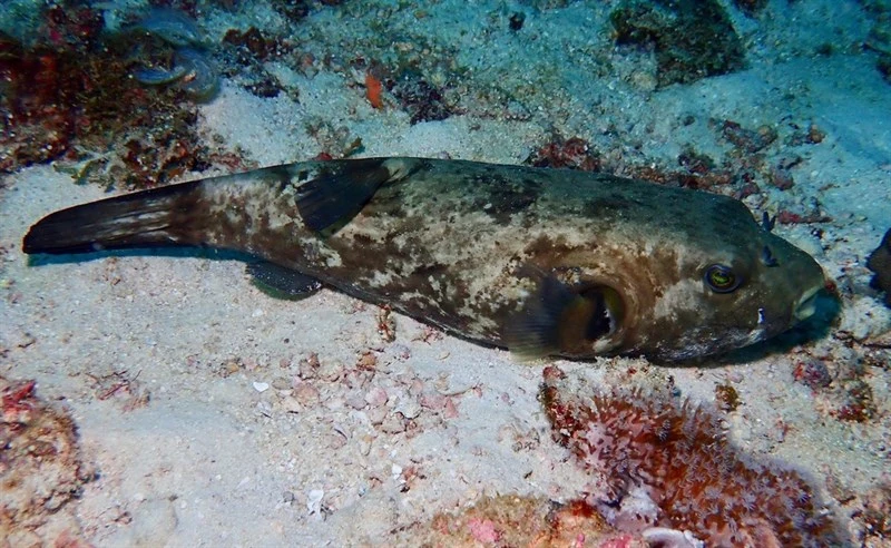 Immaculate puffer, Yellow-Eye Puffer, Plain Toado, Yellow-Eyed Puffer, Immaculate Pufferfish, Yellow-Eye Pufferfish, Immaculate Puffer, Arothron immaculatus