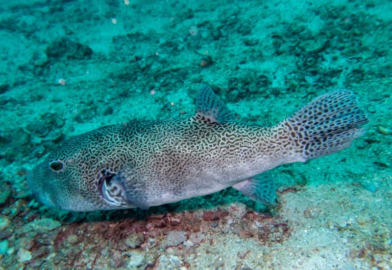Stellate puffer, Star Blaasop, Staring Blow Fish, Star Puffer, Starry Pufferfish, Starry Toadfish, Stellate Puffer, Arothron stellatus