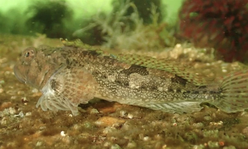 Padded sculpin, , Artedius fenestralis