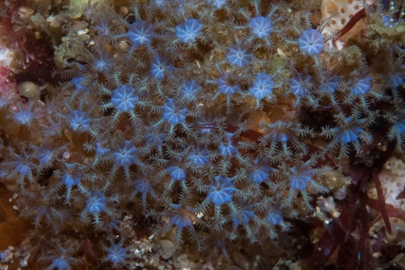 , Tube Coral, Arula petunia