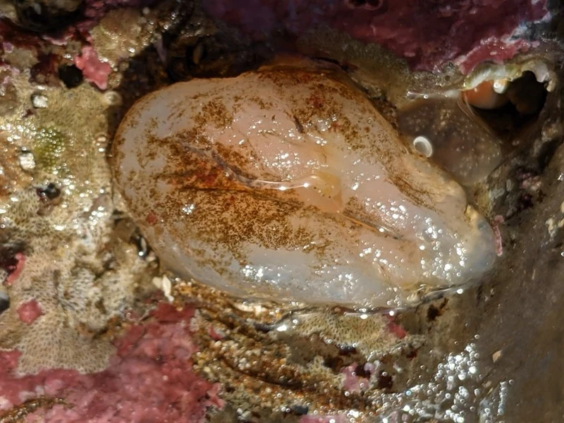 , Ascidia ceratodes, Ascidia ceratodes