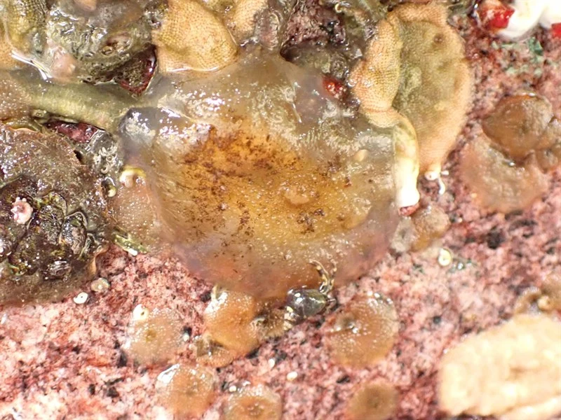 , Ascidia columbiana, Ascidia columbiana