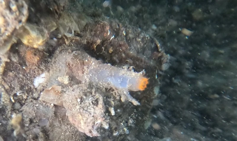 , Sea Squirt - Ascidia sydneiensis, Ascidia sydneiensis
