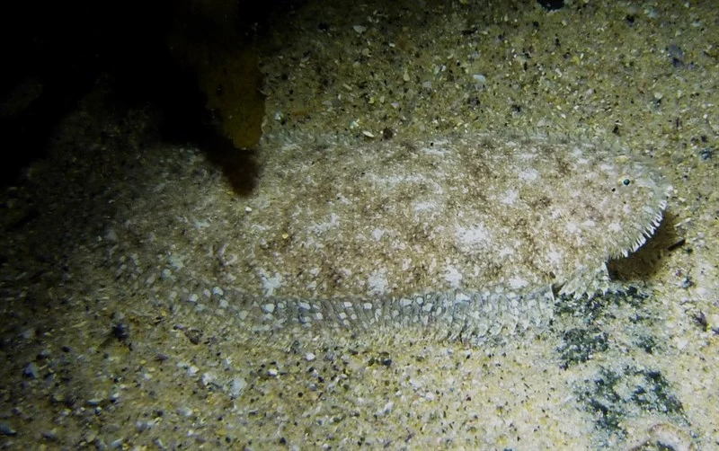 , Aseraggodes lenisquamis