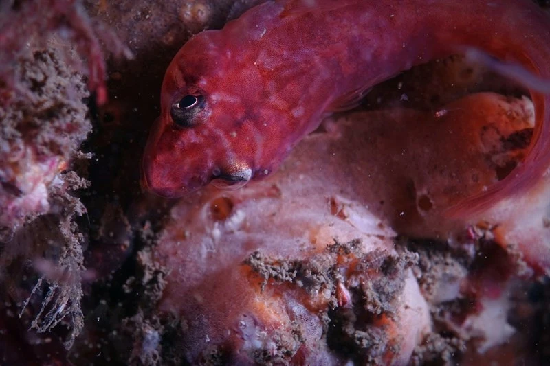 Eastern clingfish, Broad Clingfish, Eastern Clingfish, Pink Clingfish, Aspasmogaster costata